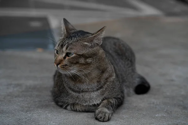 アスファルトの上に寝そべっている美しいヨーロッパの短髪猫 水平射撃 — ストック写真