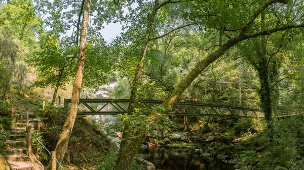 Una Hermosa Vista Largo Puente Madera Bosque Verde — Foto de Stock
