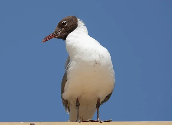 Una Gaviota Cabeza Negra Sobre Fondo Azul Del Cielo —  Fotos de Stock