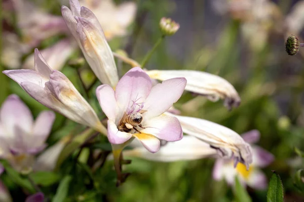 从Dune Kammetjie Fremicronesia Leichtlinii 花采集蜜蜂花蜜的景观 — 图库照片