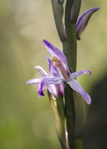 Vertikální Detailní Záběr Kvetoucího Květu Limodore Trabut — Stock fotografie