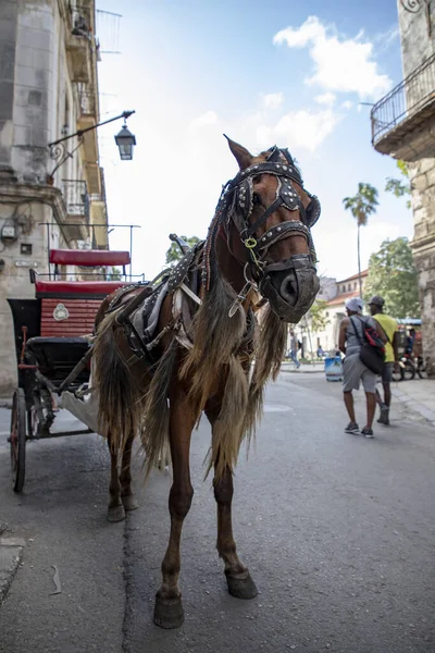 2020年2月7日 哈瓦那 哈瓦那老街的一辆马车 用来作为回忆殖民时代的旅游景点 — 图库照片