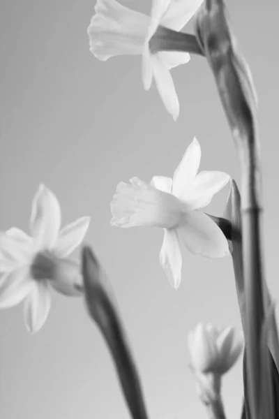 Tiro Escala Cinza Vertical Flores Narciso Florescendo — Fotografia de Stock