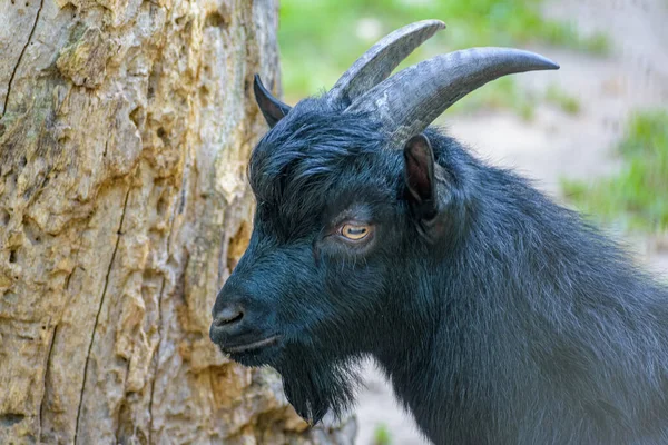 Gros Plan Une Adorable Chèvre Cornes Noires — Photo