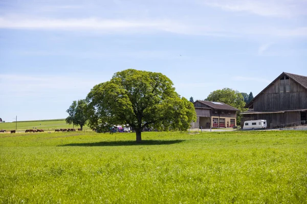 Piękny Widok Pola Uprawne Zielonym Drzewem Rosnącym Polu Szwajcaria — Zdjęcie stockowe