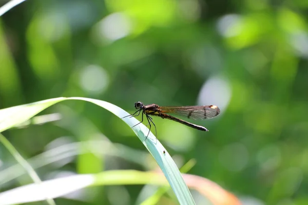 一只小蜻蜓坐在树叶上的特写镜头 — 图库照片