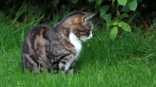 Gatto Tabby Grigio Che Rilassa Sull Erba Verde — Foto Stock