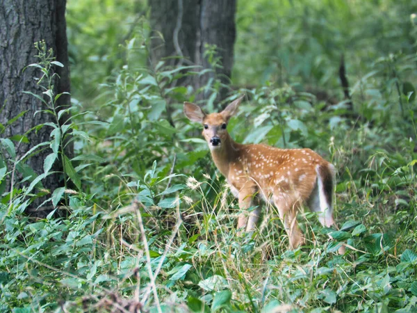 在康涅狄格州厄尼米勒公园和奥拉夫自然中心 一只鹿看着相机的特写镜头 — 图库照片
