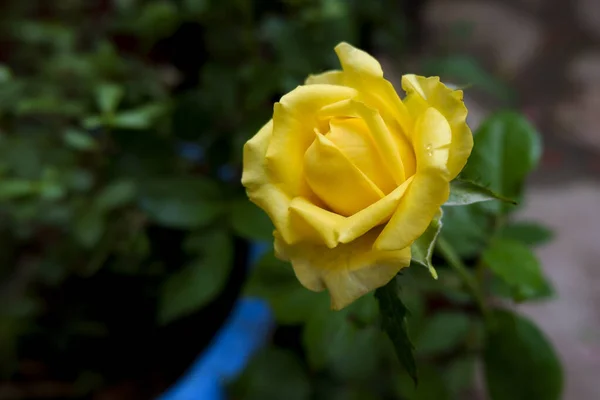 배경에 노란색 장미의 클로즈업 — 스톡 사진