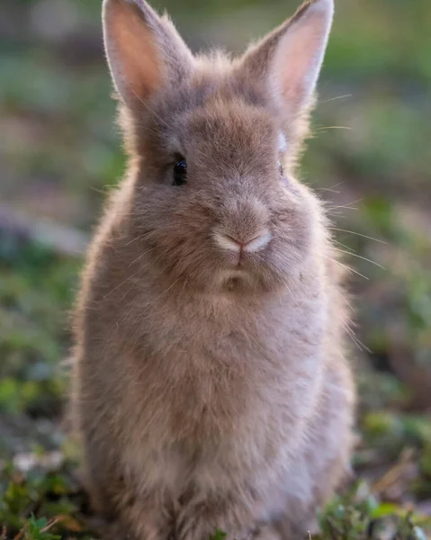 토끼의 — 스톡 사진
