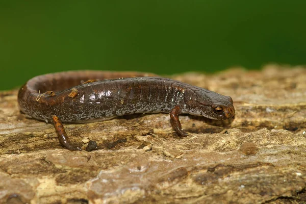 Close Uma Salamandra Foer Toed Adulto Hemidactylium Scutatum Pedaço Madeira — Fotografia de Stock