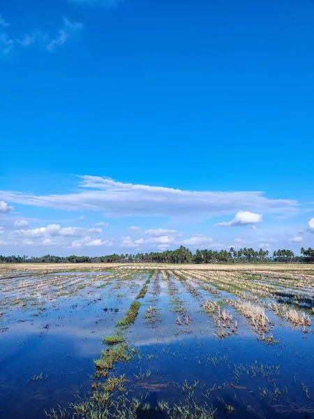 Eine Vertikale Aufnahme Eines Großen Sumpfes Mit Wasserpflanzen Unter Blauem — Stockfoto