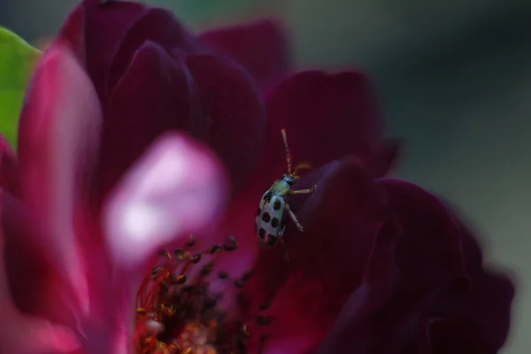 Selective Focus Shot Ladybug Pink Flower — Stock Photo, Image