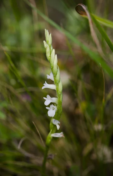 Egy Függőleges Közelkép Egy Virágzó Nyári Hölgy Fürtjeiről Orchidea — Stock Fotó