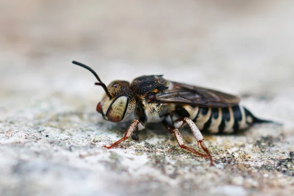 Närbild Kvinnlig Cleptoparasite Skarp Buk Bee Coelioxys Acanthura Bildar Gard — Stockfoto