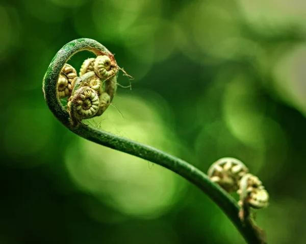 Primer Plano Brotes Verdes Forma Vela Una Flor Sobre Fondo — Foto de Stock