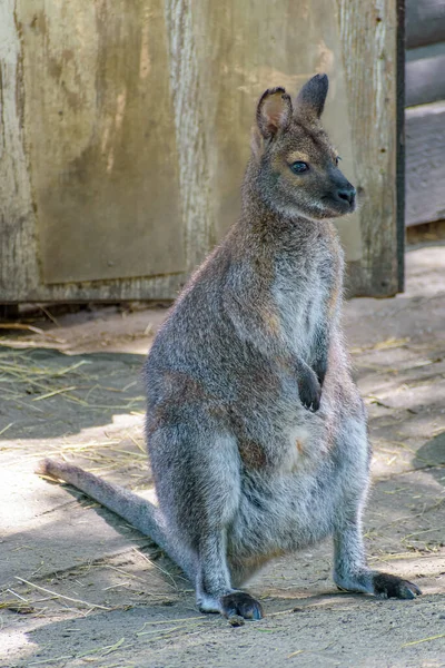 Bir Bebek Joey Hayvanat Bahçesindeki Dikey Çekimi — Stok fotoğraf