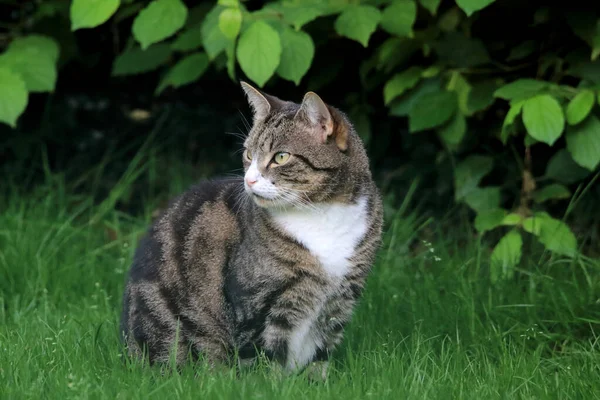 Die Grau Gestromte Katze Entspannt Sich Auf Dem Grünen Gras — Stockfoto