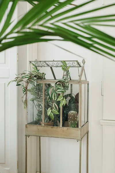 Vertical Shot Houseplants Mini Indoor Greenhouse House — Stock Photo, Image