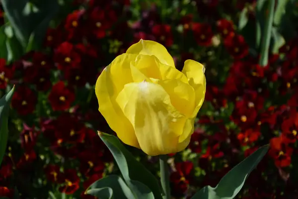 Nærbillede Gul Tulipan Blomst Have Sløret Baggrund - Stock-foto