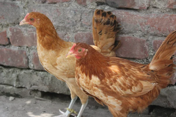 Egy Közeli Felvétel Barna Csirkékről Betonon — Stock Fotó