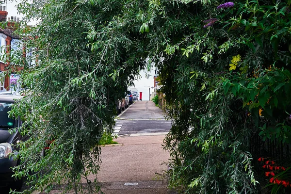 Asfaltı Kaplayan Kavisli Bir Armut Ağacı — Stok fotoğraf