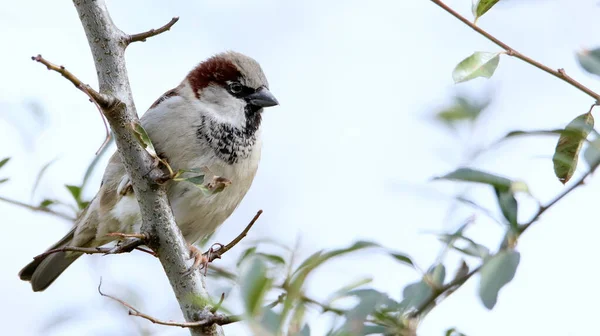 Gros Plan Moineau Domestique Perché Sur Une Branche Arbre — Photo