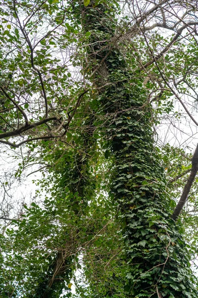 Ein Überwachsener Baum Einem Grünen Park — Stockfoto