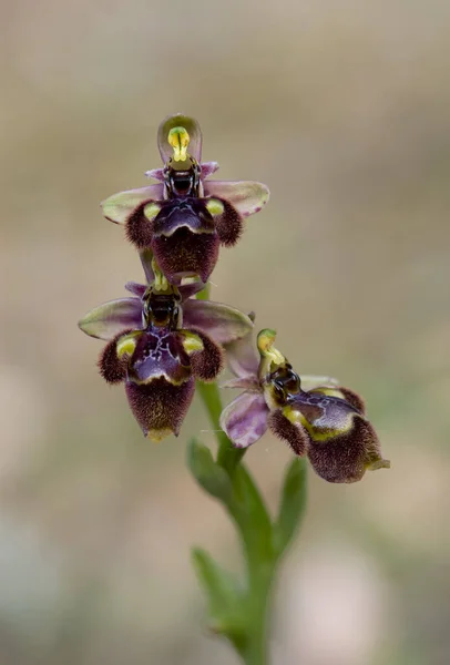 Vertikální Záběr Krásné Vzácné Divoké Orchideje Venku — Stock fotografie