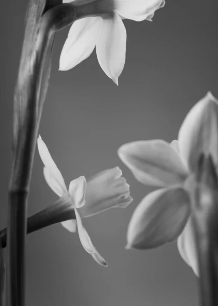 Çiçek Açan Nergislerin Dikey Gri Tonda Yakın Plan Çekimi — Stok fotoğraf