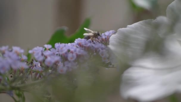 Güzel Botanik Fotoğrafı Doğal Duvar Kağıdı — Stok video