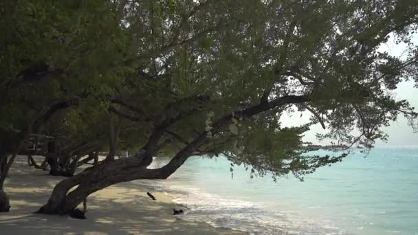 Bella Spiaggia Tropicale Con Palme Cielo Blu — Video Stock