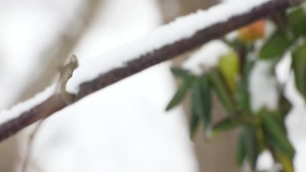 霜の多い冬の日に裸の木の枝に白い雪が降り 閉じます 自然背景 — ストック動画
