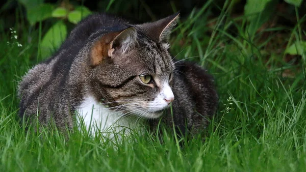 Die Grau Gestromte Katze Entspannt Sich Auf Dem Grünen Gras — Stockfoto