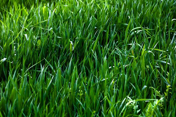 Wheat Field Rural Area — Stock Photo, Image