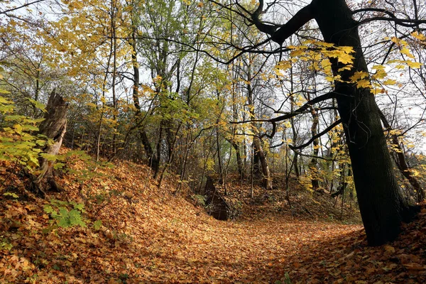 Sonbaharda Zemini Halı Gibi Kaplayan Altın Yapraklı Güzel Bir Orman — Stok fotoğraf