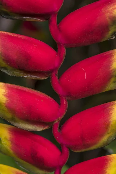 Närbild Ljus Blomma — Stockfoto