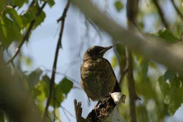 Gruby Ptaszek Stojący Pniu Słonecznym Ogrodzie Otoczony Jasnozielonymi Liśćmi — Zdjęcie stockowe