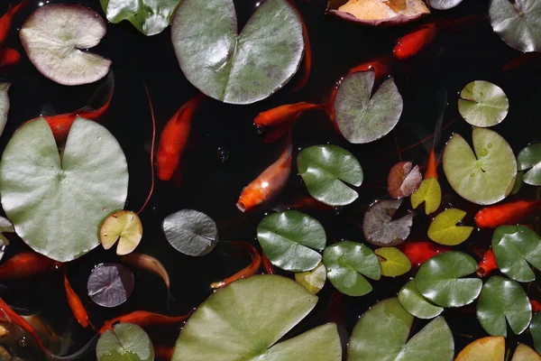 Las Hermosas Plantas Hydrocharis Morsus Ranae Frogbit Flotando Sobre Agua —  Fotos de Stock