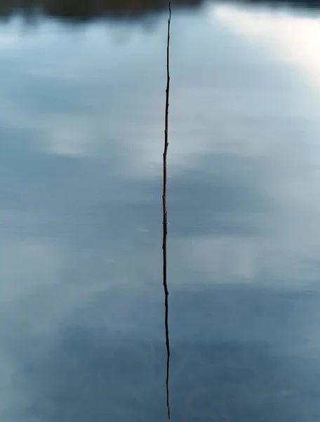 Tiro Vertical Galho Crescido Lago — Fotografia de Stock