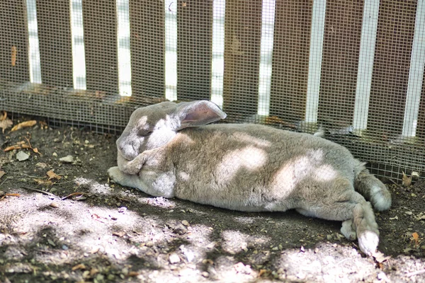 Hayvanat Bahçesinde Gün Işığında Uyuyan Sevimli Bir Tavşan — Stok fotoğraf