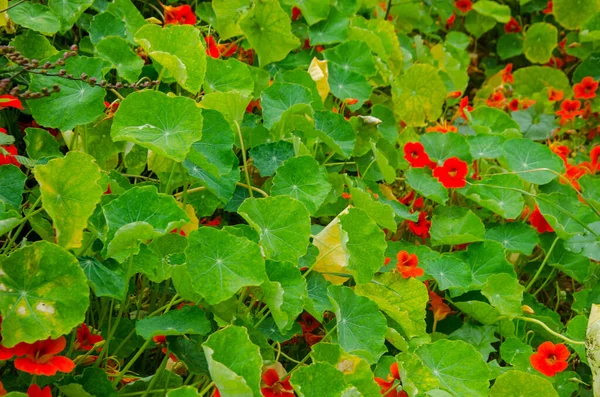 High Angle Shot Red Nasturtium Flowers Outdoors — Stock Photo, Image