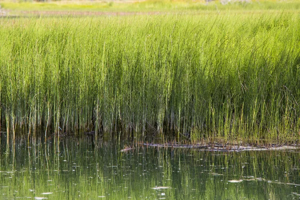 Una Libra Pantano Con Hierba Verde Verano — Foto de Stock