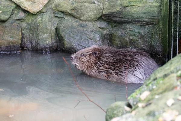 Soffice Coypu Seduto Sul Pavimento Con Pietre Sullo Sfondo — Foto Stock