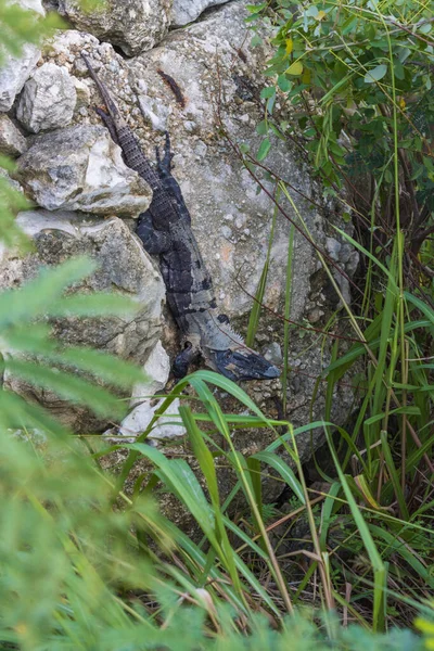 야생검은 이구아나의 — 스톡 사진