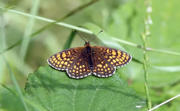 Gros Plan Papillon Sur Des Plantes Vertes — Photo