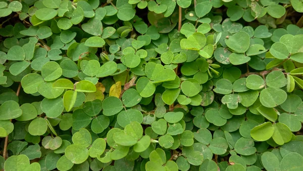 Fondo Con Hojas Verdes Para Día San Patricio Considerado Símbolo —  Fotos de Stock