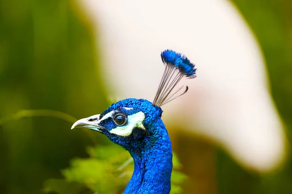 Selective Focus Shot Blue Peacock Blurred Background — Stock Photo, Image