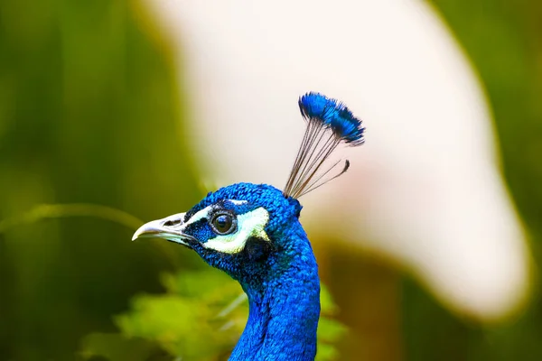 Enfoque Selectivo Pavo Real Azul Sobre Fondo Borroso — Foto de Stock