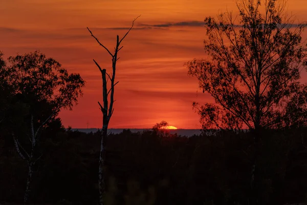 Den Vackra Utsikten Över Orange Solnedgång Med Silhuetter Träd — Stockfoto